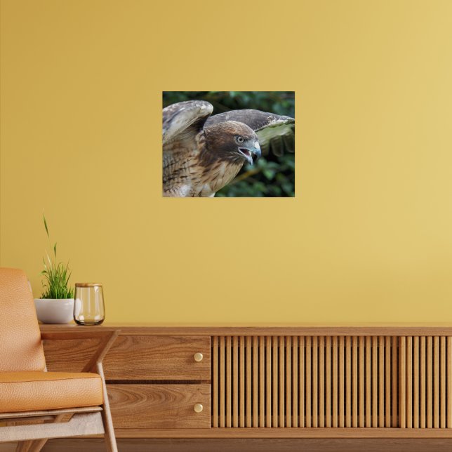 Poster Raptor Hawk de cauda vermelha (Sala de Estar 2)