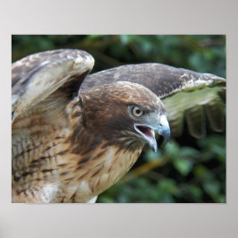 Poster Raptor Hawk de cauda vermelha