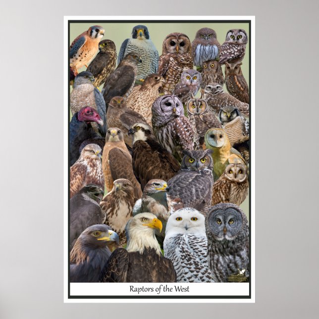 Poster Raptores do Ocidente (Frente)