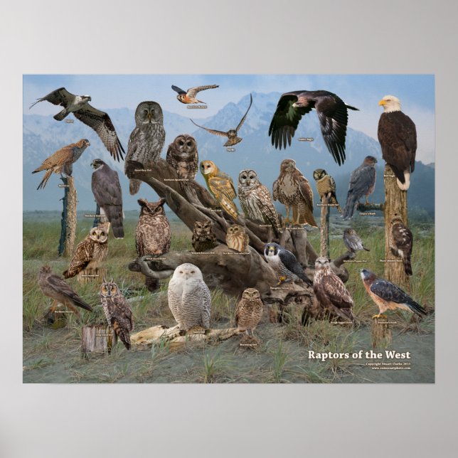 Póster Raptores do Ocidente (Frente)