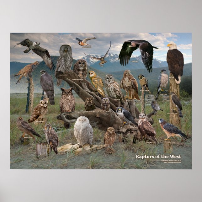 Poster Raptores do Ocidente 2019 (Frente)