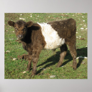 Poster Rare Dun Beled Calf Galloway