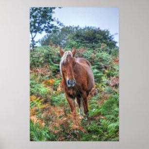 Poster Rare Palomino New Forest Pony & Bracken - Inglater