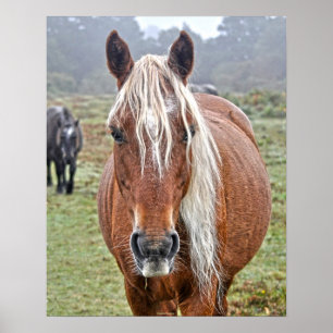 Póster Rare Wild New Forest Palomino Pony Inglaterra