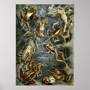 Póster Rãs de Haeckel