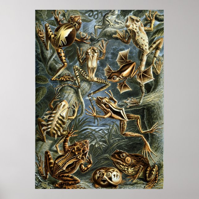 Póster Rãs de Haeckel (Frente)