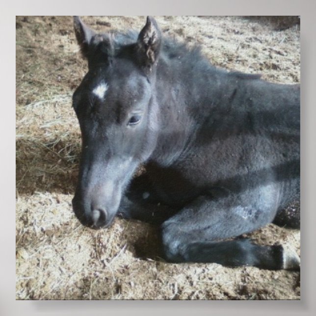 Poster Rascunho de Foto (Frente)