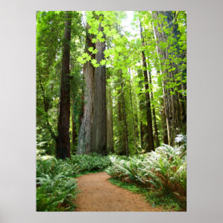 Poster Rastreamento de Sequoia