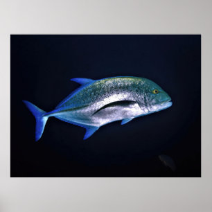 Poster Rastreio