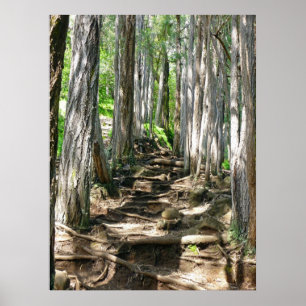 Póster Rastreio da Árvore Eucalyptus