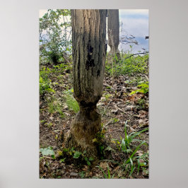 Poster Rastreio de castores do Metropark Oakwoods