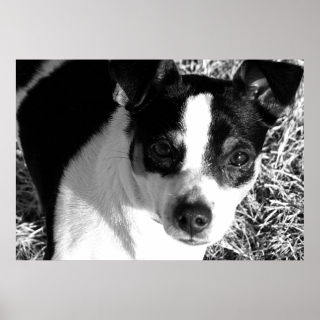 Póster Rat Terrier (Frente)
