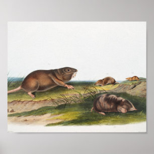 Poster Rato Meridional, Ilustração Shrew Mole
