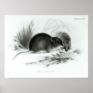 Póster Rato, Terra do Fogo, Ámérica do Sul c.1832-36