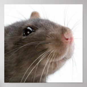 Póster Ratos!!!