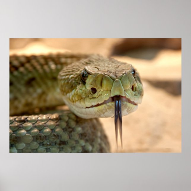 Póster Rattlesnake Closeup Photo (Frente)