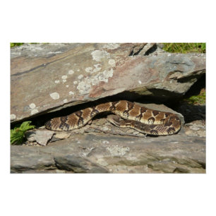 Póster Rattlesnake no Parque Nacional de Shenandoah