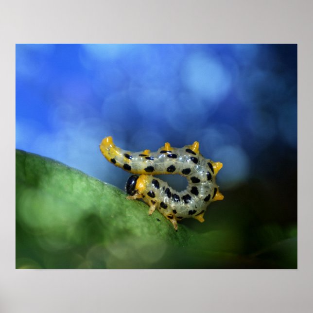 Poster Raupe der breitfüßigen Birkenblattwespe (Frente)