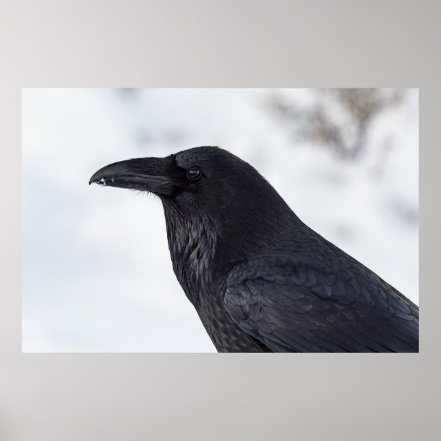 Poster Raven (Frente)