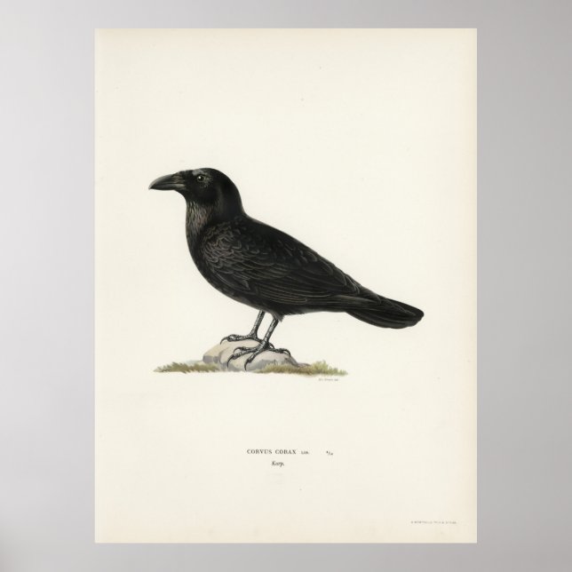 Poster Raven (Frente)