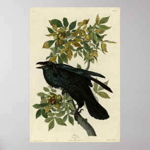 Poster Raven (Common Raven) das Aves da América de Audubo