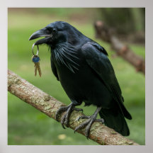 Raven em uma Ramificação com Chave