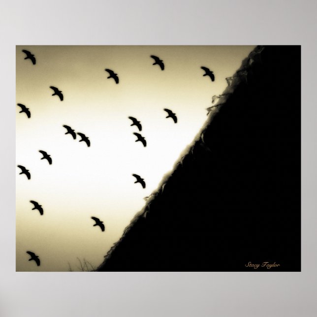 Póster Ravens em Voo (Frente)