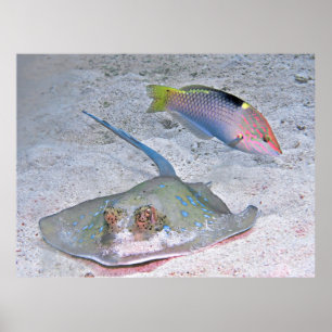 Poster Ray e Wrasse
