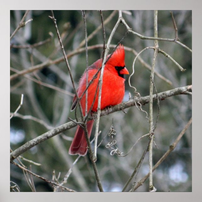 Poster Real Red Cardinal 24x24 (Frente)