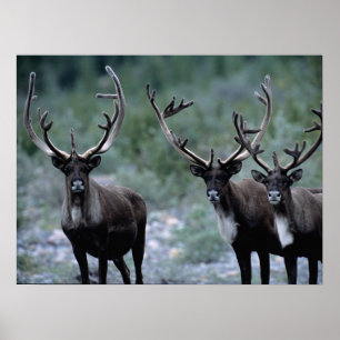 Poster Rebanho de Alces Mt. Baring, Washington