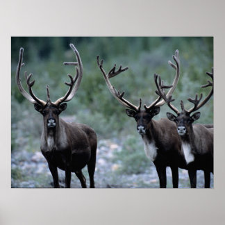 Poster Rebanho de Alces | Mt. Baring, Washington