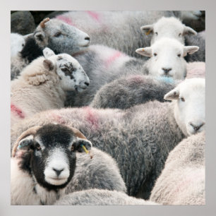 Poster Rebanho de Herdwicks