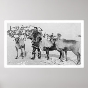 Póster Rebanho de renques Alasca 1909
