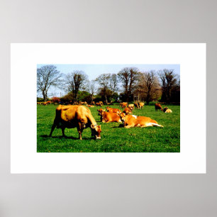 POSTER REBANHO DE VACAS DO JÉRSEI
