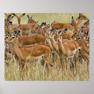 Póster Rebanho do Impala fêmea, Masai Mara, Kenya.