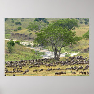 Poster Rebanho maciço do Wildebeest durante a migração