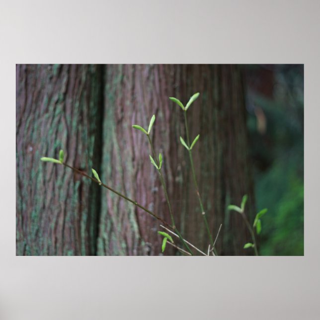 Poster rebentos de primavera de árvores e verdes (Frente)