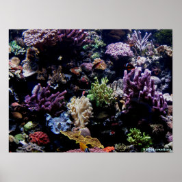 poster - recife de coral