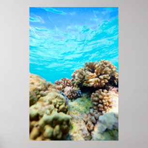 Poster Recife de coral
