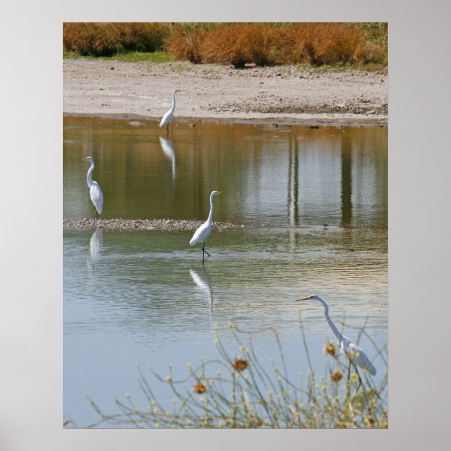 Poster Recolha (Frente)