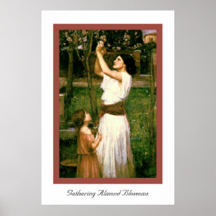 Póster Recolhendo as flores da amêndoa