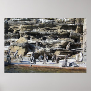 Poster Recolhimento dos pinguins