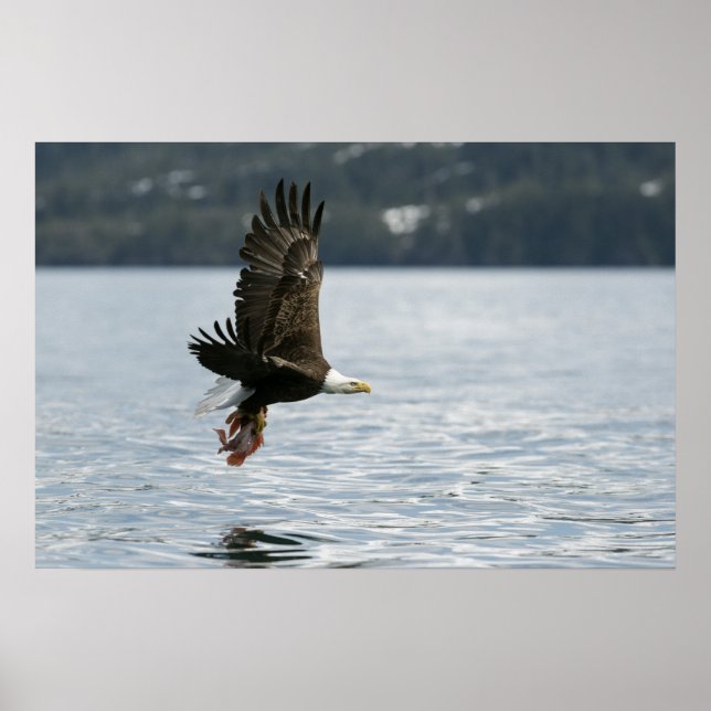 Poster Recuperação de Peixes de Águia-Cálida (Frente)