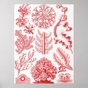 Poster Red Alga Sea, Florideae Rotalgen por Ernst Haeckel
