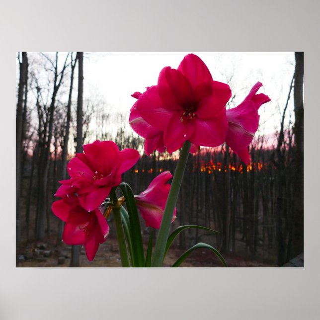 Poster Red Amaryllis e Winter Sunrise (Frente)