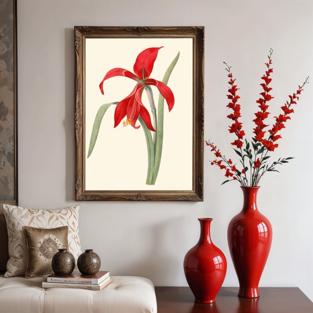 Poster Red Amaryllis, Ilustração botânica Vintage (Criador carregado)