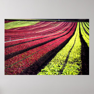Póster Red and green lettuce, San Luis Obispo County, Cal