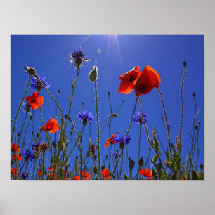Poster red and purple roses embracing a blue sky and sun