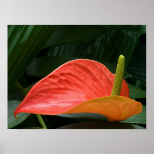 Poster Red Anthurium Plant Contra Foliage