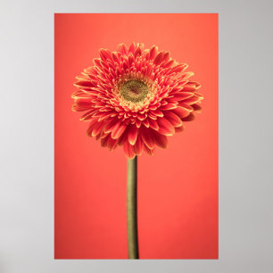 Poster Red Barberton Gerbera Daisy Flower